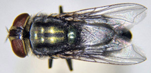 Secondary Screwworm
