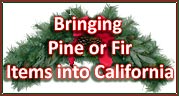 What You Need to Know Before Bringing or Sending Fresh Holiday Trees or Green Cuttings into California (PDF)