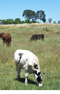 Mixed breeds cattle grazing on a hill