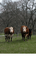 Nevada County cows in a pasture