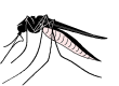 Mosquito: Vector for WNV