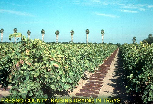 Fresno County: Raisins Drying in Trays