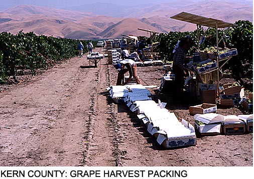 Kern County: Grape Harvest Packing