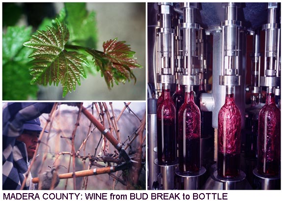 Madera County: Wine from Bud Break to Bottle
