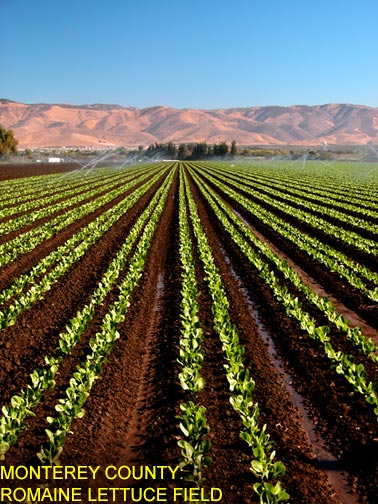 Monterey County: Romaine Lettuce Field, Photographer - Sharan Lanini
