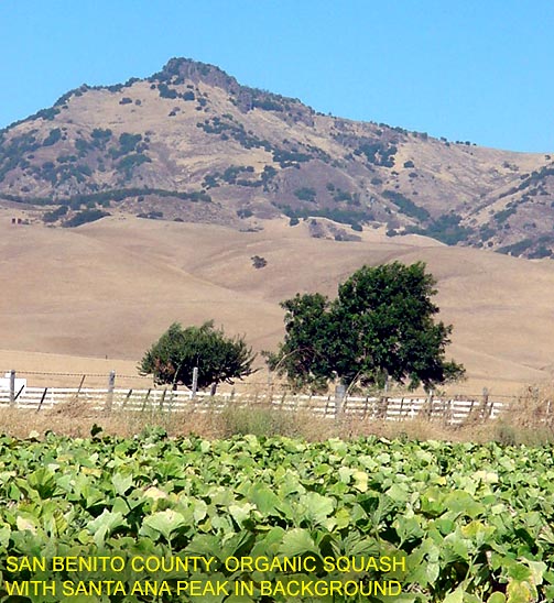 San Benito County: Head Lettuce Growing in Field near San Juan Bautista. Fremont Peak in Background.