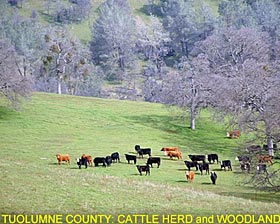 Toulumne County: Cattle Herd