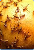 Mexican Fruit Flies on Citrus