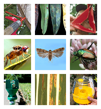 Pest Program Home Page image