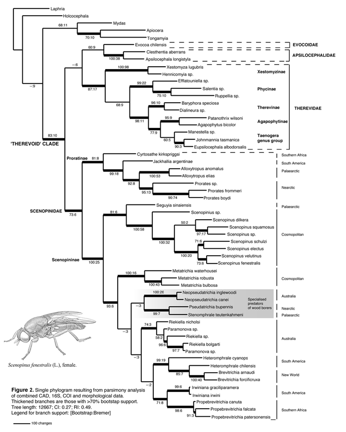 fly phylogeny